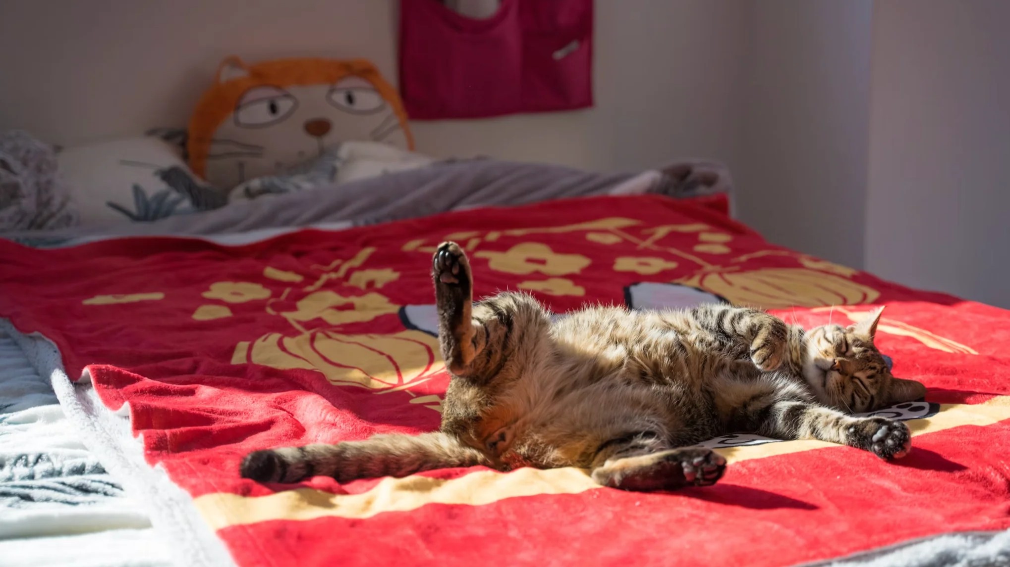 Jangan Cuma Ganti Seprai! Begini Cara Membersihkan Kasur dari Bulu dan Bau Kucing