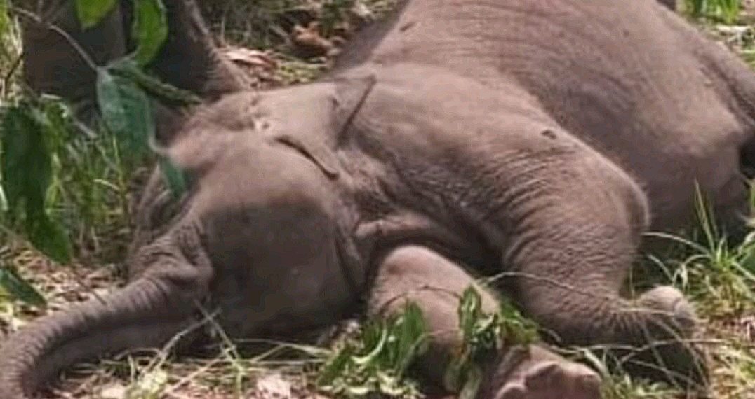 BKSDA Selidiki Kematian Anak Gajah di Konsesi Jambi