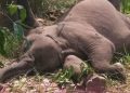 BKSDA Selidiki Kematian Anak Gajah di Konsesi Jambi