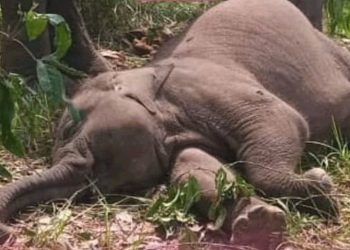 BKSDA Selidiki Kematian Anak Gajah di Konsesi Jambi