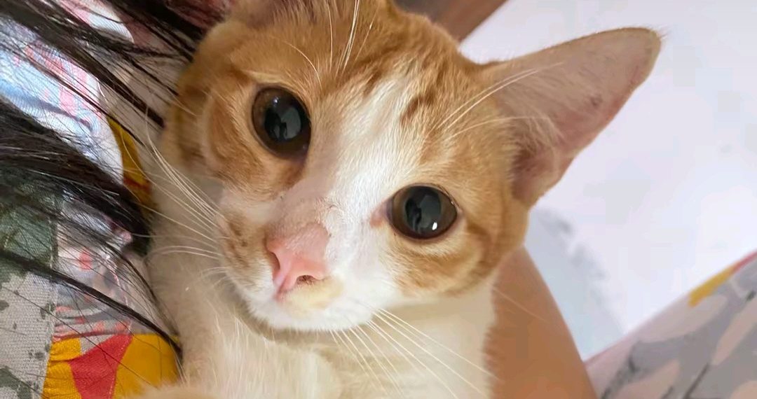 Di Balik Tingkahnya, Ternyata Kucing Punya Perasaan