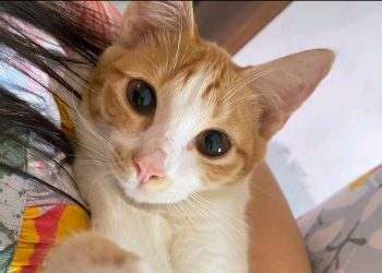 Di Balik Tingkahnya, Ternyata Kucing Punya Perasaan