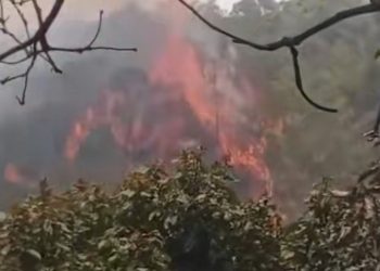 Lereng Gunung Lawu Terbakar, Petugas Hadapi Kendala Pemadaman