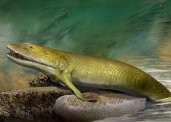 Tiktaalik