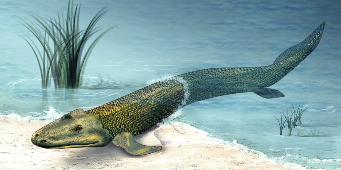 Tiktaalik