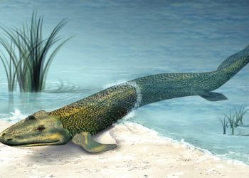Tiktaalik
