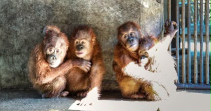 Tiga Orangutan Sumatra Jalani Reintroduksi di Jantho