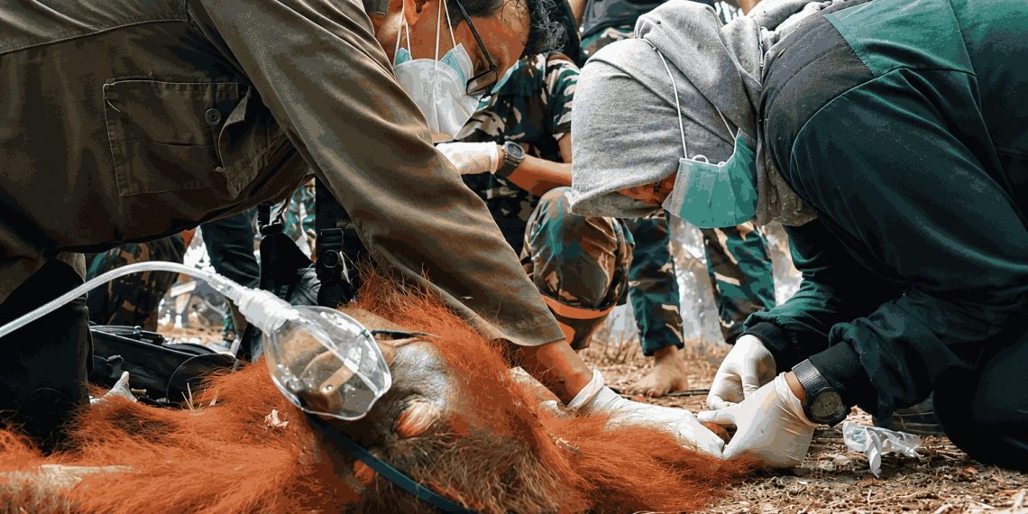 Dampak Karhutla Meluas hingga Pusat Rehabilitasi, Puluhan Orang Utan Alami ISPA