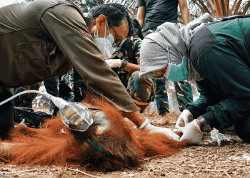 Dampak Karhutla Meluas hingga Pusat Rehabilitasi, Puluhan Orang Utan Alami ISPA