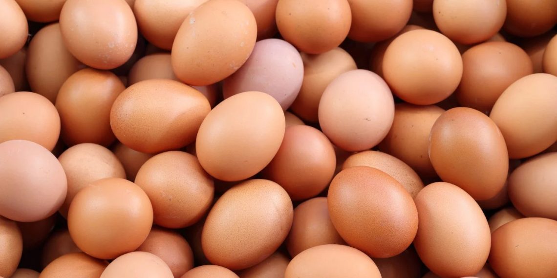 Telur Anjlok, Harga Jagung Naik, Peternak Makin Tertekan