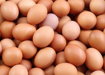 Telur Anjlok, Harga Jagung Naik, Peternak Makin Tertekan