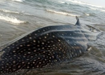 Hiu Tutul 6 Meter Ditemukan Masih Hidup di Pantai Parangkusumo