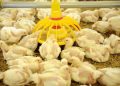 Harga Pakan Naik, Peternak Ayam Broiler Minta Harga Ayam Lebih Layak