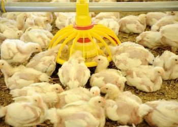 Harga Pakan Naik, Peternak Ayam Broiler Minta Harga Ayam Lebih Layak