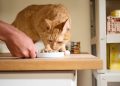 Kenapa Kucing Tertarik Makanan Manis? Ternyata Bukan Karena Rasanya