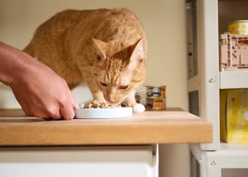 Kenapa Kucing Tertarik Makanan Manis? Ternyata Bukan Karena Rasanya