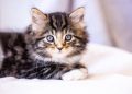 Kucing Juga Bisa Terdampak Cuaca Dingin, Apa yang Perlu Diperhatikan?
