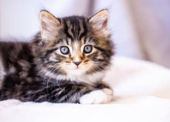 Kucing Juga Bisa Terdampak Cuaca Dingin, Apa yang Perlu Diperhatikan?