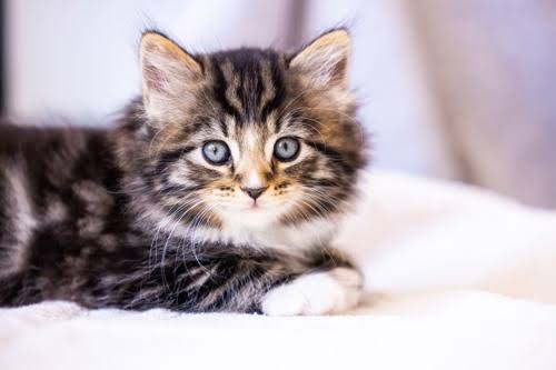 Kucing Juga Bisa Terdampak Cuaca Dingin, Apa yang Perlu Diperhatikan?
