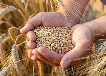 Gandum Dunia Mulai Bangkit, Seberapa Kuat Harga Bisa Bertahan?