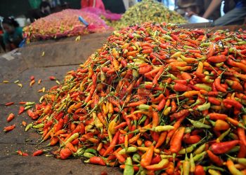 Nataru Belum Tiba, Harga Cabai Sudah Tembus Rp102 Ribu per Kg