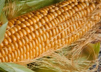 Rebusan Rambut Jagung Benarkah Baik untuk Kesehatan Ginjal?
