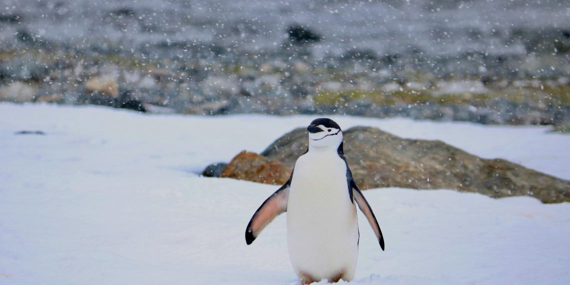 Penguin Chinstrap - pexels/Nacho Canepa