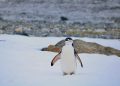 Penguin Chinstrap - pexels/Nacho Canepa