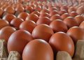 Harga Telur Makin Anjlok, Peternak Terpaksa Kurangi Isi Kandang