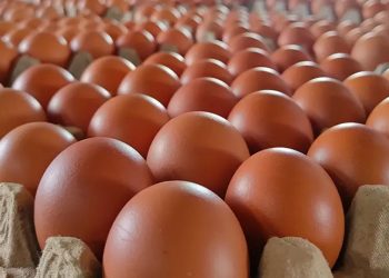 Harga Telur Makin Anjlok, Peternak Terpaksa Kurangi Isi Kandang
