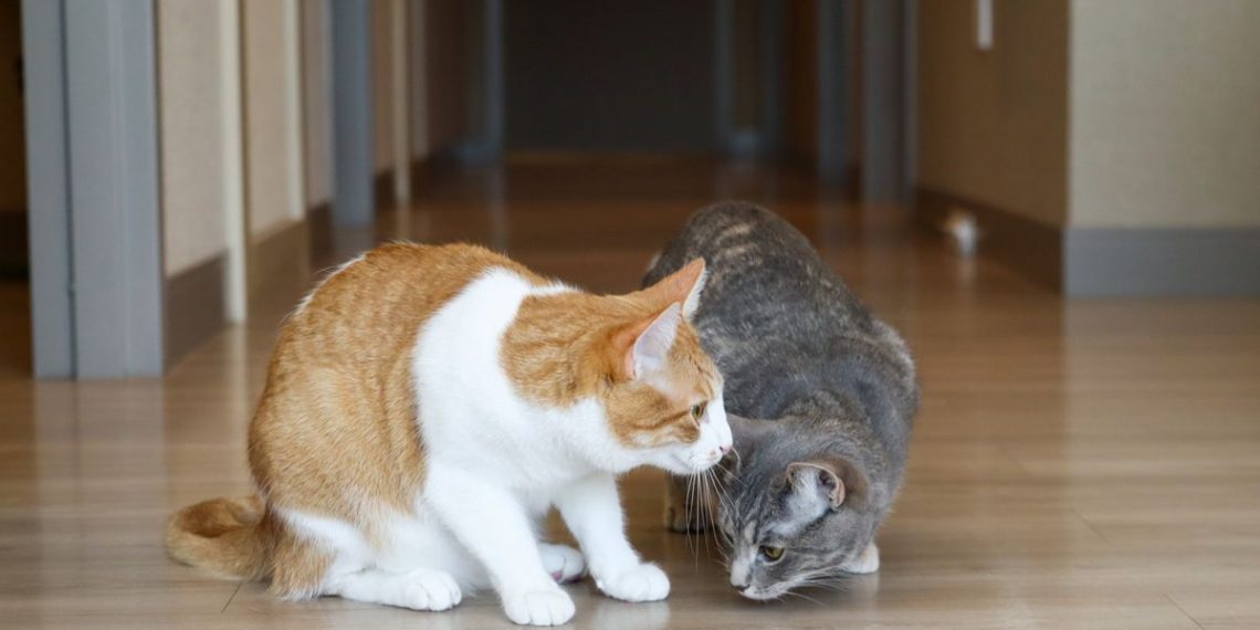 Kucing Betina Lagi Berahi? Kenali 7 Ciri yang Perlu Diperhatikan