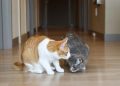 Kucing Betina Lagi Berahi? Kenali 7 Ciri yang Perlu Diperhatikan