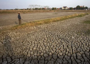 BMKG: Only 7.8% of Indonesia Has Entered Dry Season So Far