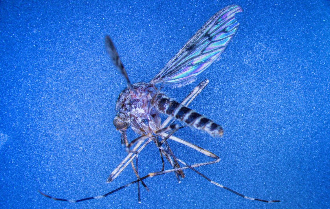 Tourists in Iceland No Longer Escape Mosquitoes as Global Warming Reshapes Arctic