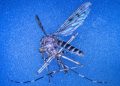 Tourists in Iceland No Longer Escape Mosquitoes as Global Warming Reshapes Arctic