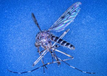 Tourists in Iceland No Longer Escape Mosquitoes as Global Warming Reshapes Arctic