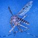 Tourists in Iceland No Longer Escape Mosquitoes as Global Warming Reshapes Arctic