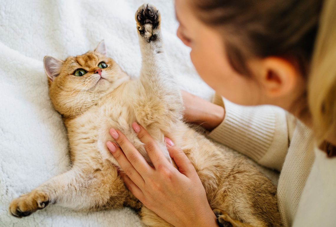 7 Proven Health Benefits of Owning a Cat, Study Finds