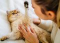 7 Proven Health Benefits of Owning a Cat, Study Finds