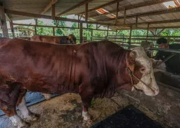 Gerindra Defends State Budget Use for Prabowo’s 1,098 Qurban Cows