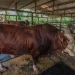 Gerindra Defends State Budget Use for Prabowo’s 1,098 Qurban Cows