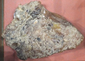 Whale Vomit Can Be Worth More Than Gold, Here’s Why