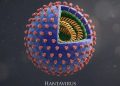 List of Asian Countries That Have Reported Hantavirus Cases and Outbreaks