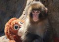 Two American Tourists Arrested After Breaking Into 'Punch' Monkey Enclosure