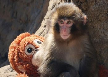Two American Tourists Arrested After Breaking Into 'Punch' Monkey Enclosure