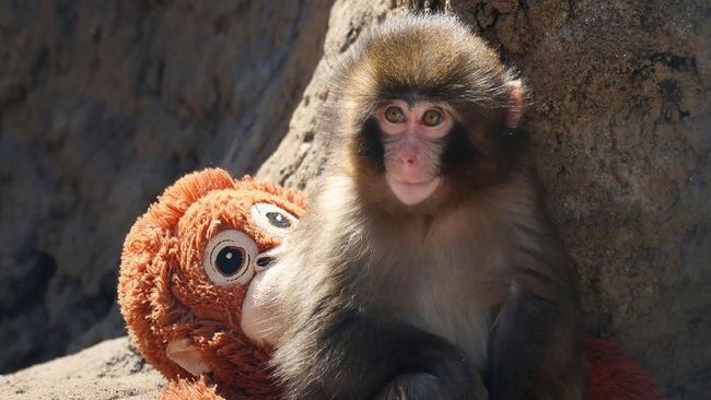 Two American Tourists Arrested After Breaking Into 'Punch' Monkey Enclosure