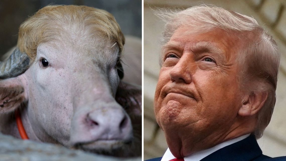 Why ‘Donald Trump’ the Buffalo Was Not Sacrificed for Eid al-Adha