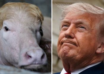 Why ‘Donald Trump’ the Buffalo Was Not Sacrificed for Eid al-Adha