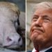 Why ‘Donald Trump’ the Buffalo Was Not Sacrificed for Eid al-Adha