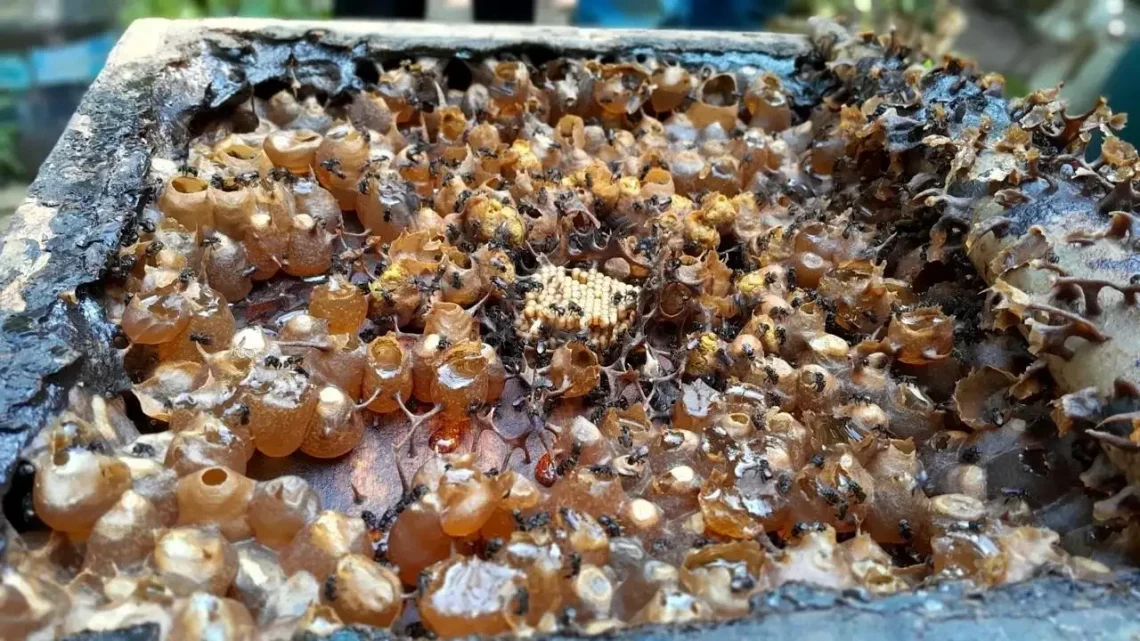 BRIN, UGM Discover Probiotic Bacteria in Stingless Bee Honey With Potential Anti-Cancer Benefits